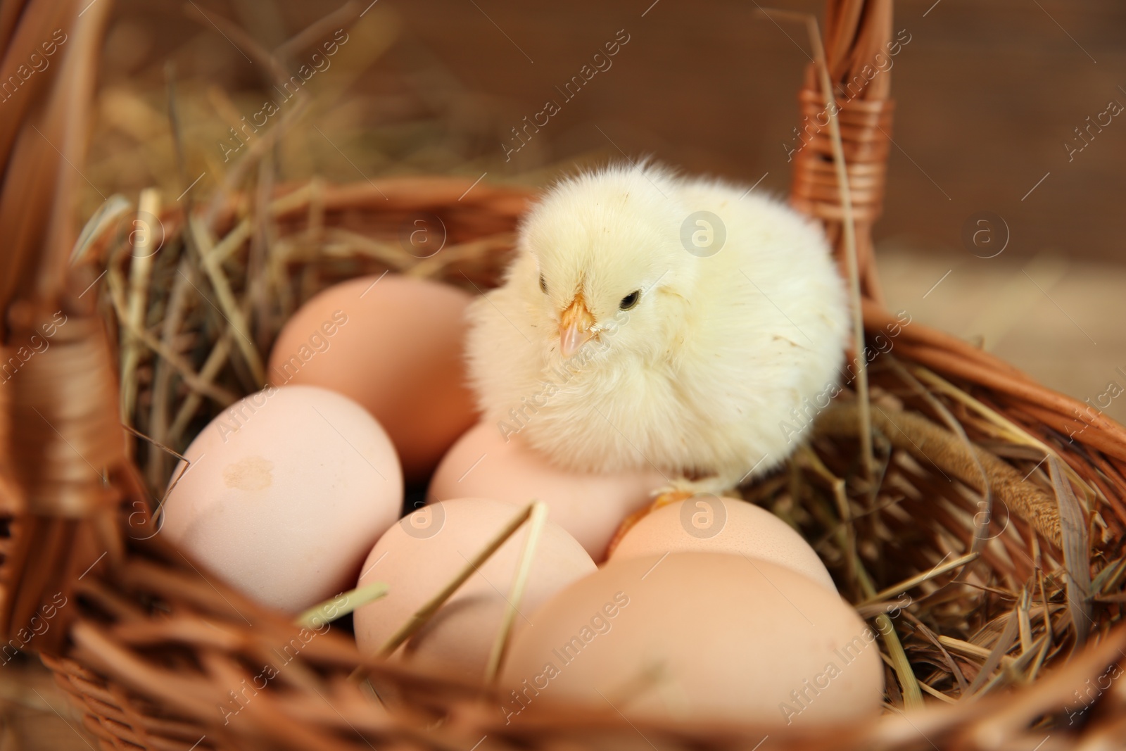 Photo of Cute chick and eggs in wicker basket on blurred background. Baby animal