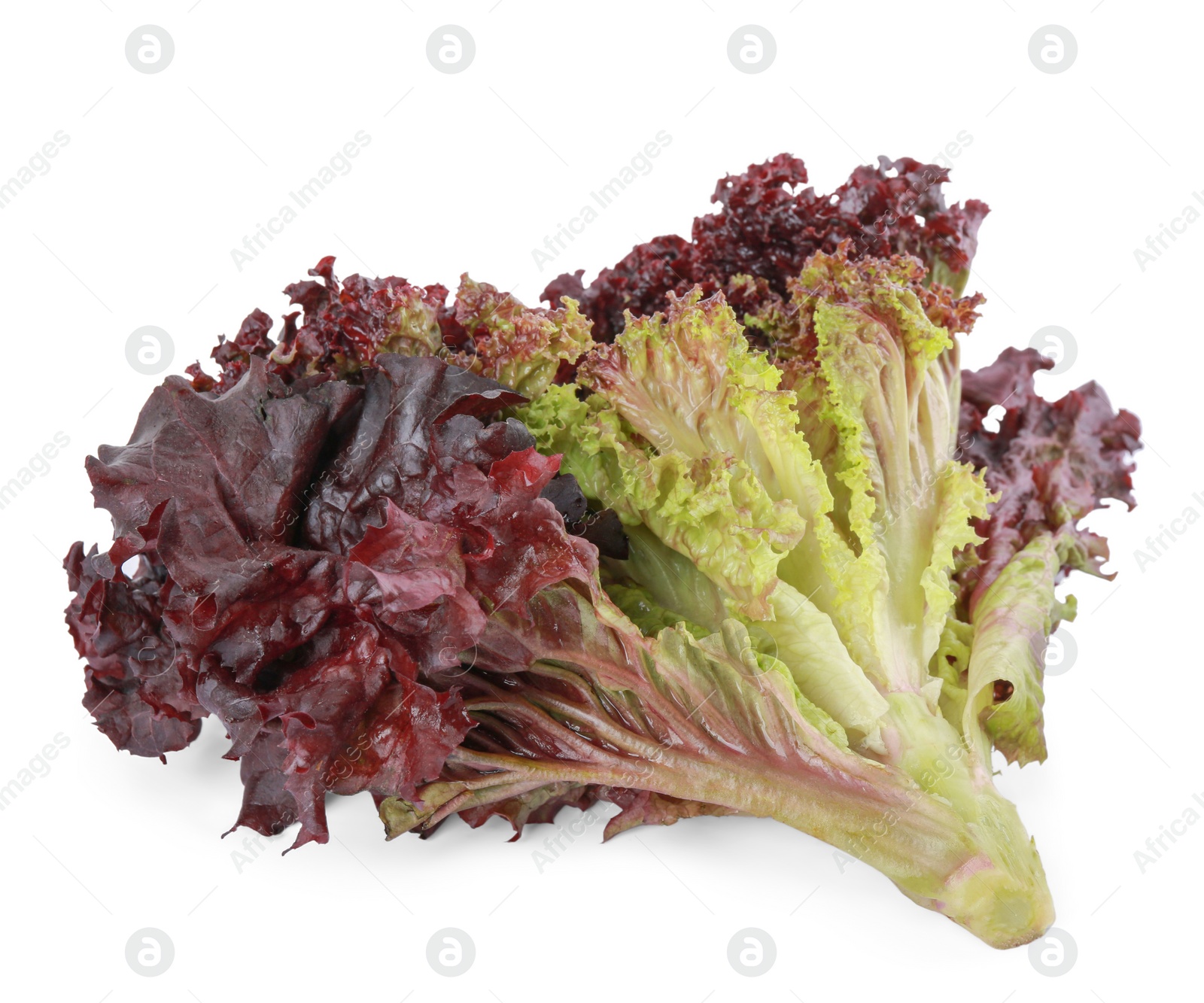 Photo of Head of fresh red coral lettuce isolated on white