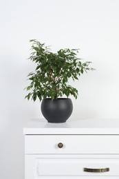 Potted ficus on chest of drawers near white wall. Beautiful houseplant