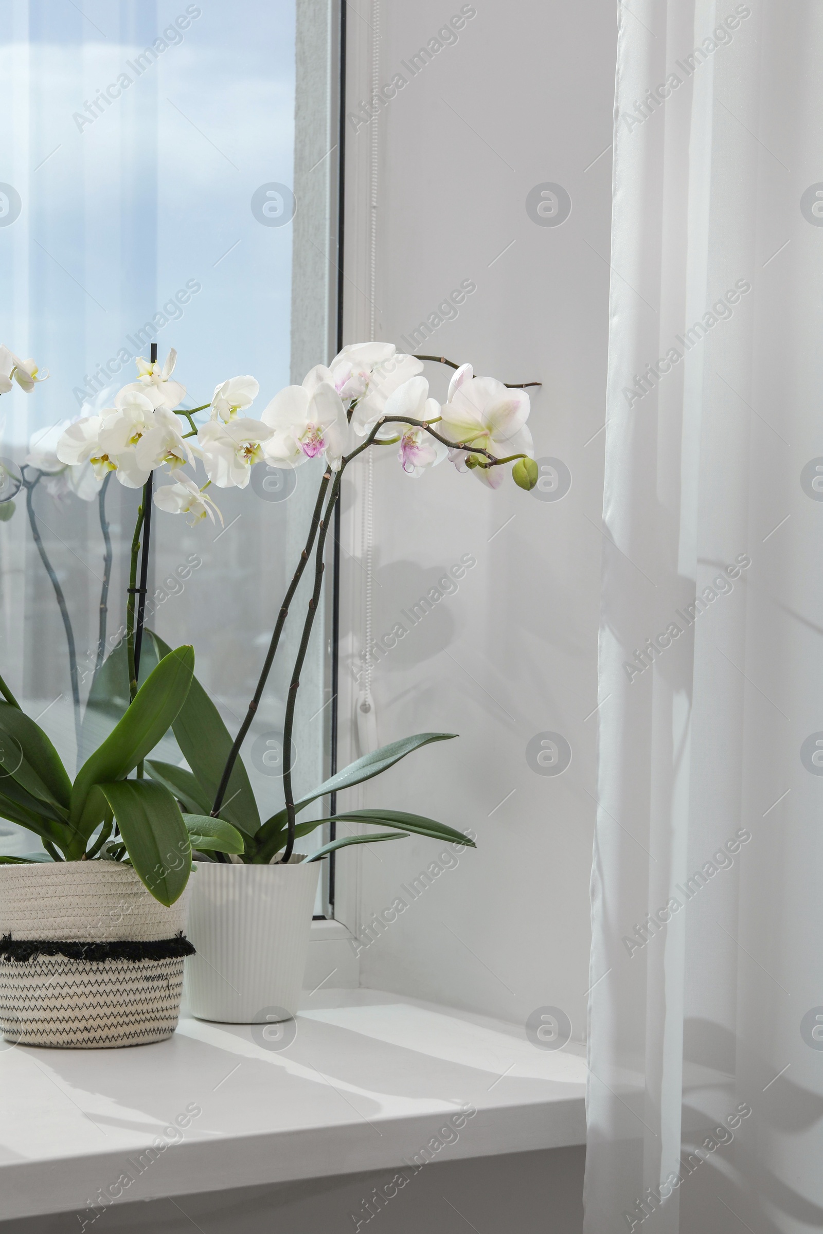 Photo of Blooming white orchid flowers in pots on windowsill, space for text