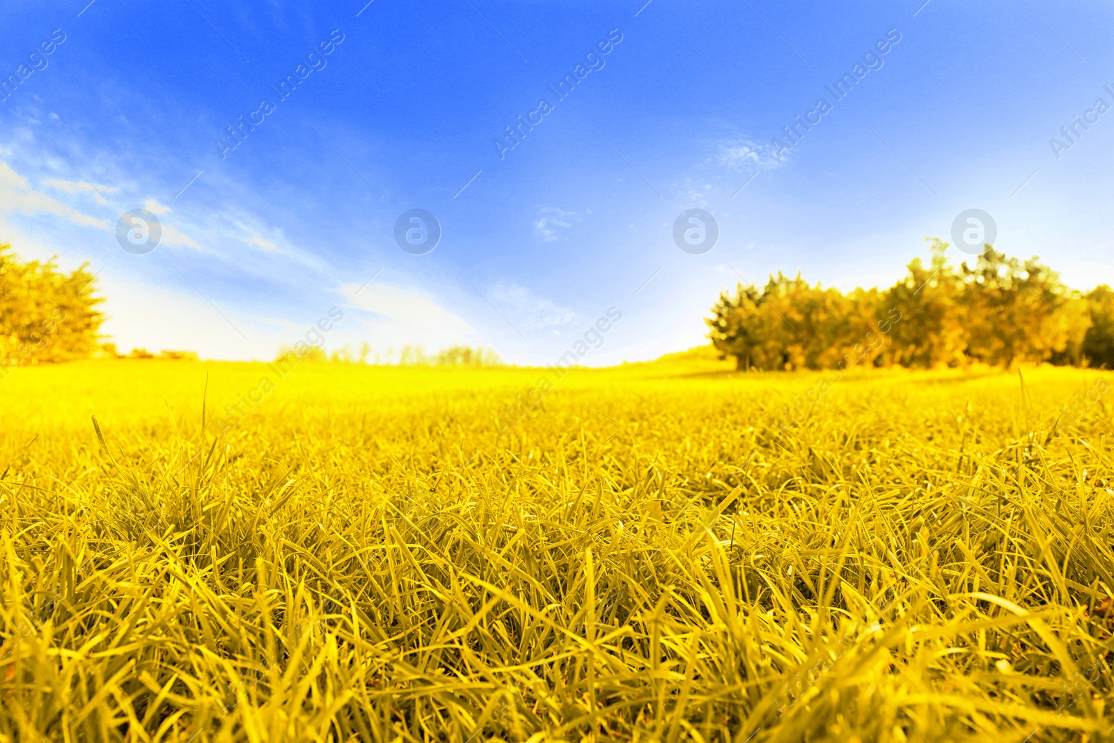 Image of Ukrainian flag. Picturesque view of yellow grassland under blue sky
