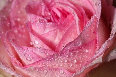 Closeup view of beautiful blooming pink rose with dew drops as background