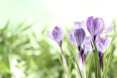 Beautiful spring crocus flowers on blurred background, space for text