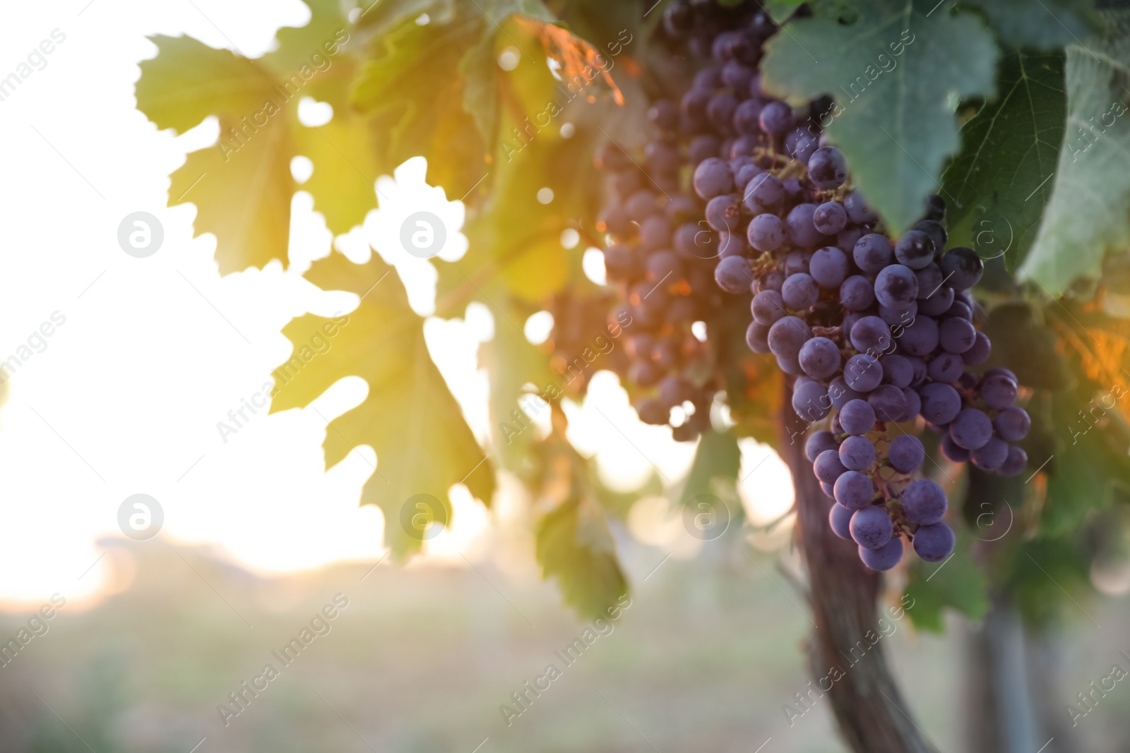 Photo of Bunch of ripe juicy grapes on branch in vineyard. Space for text