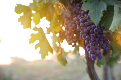 Photo of Bunch of ripe juicy grapes on branch in vineyard. Space for text