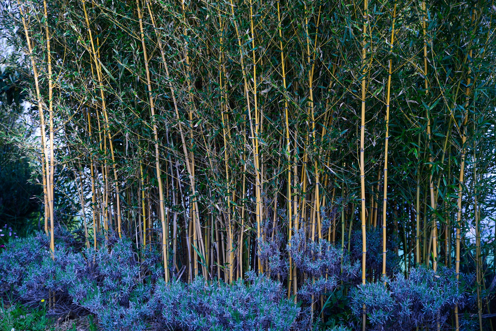 Photo of Beautiful bamboo plants with lush green leaves growing outdoors