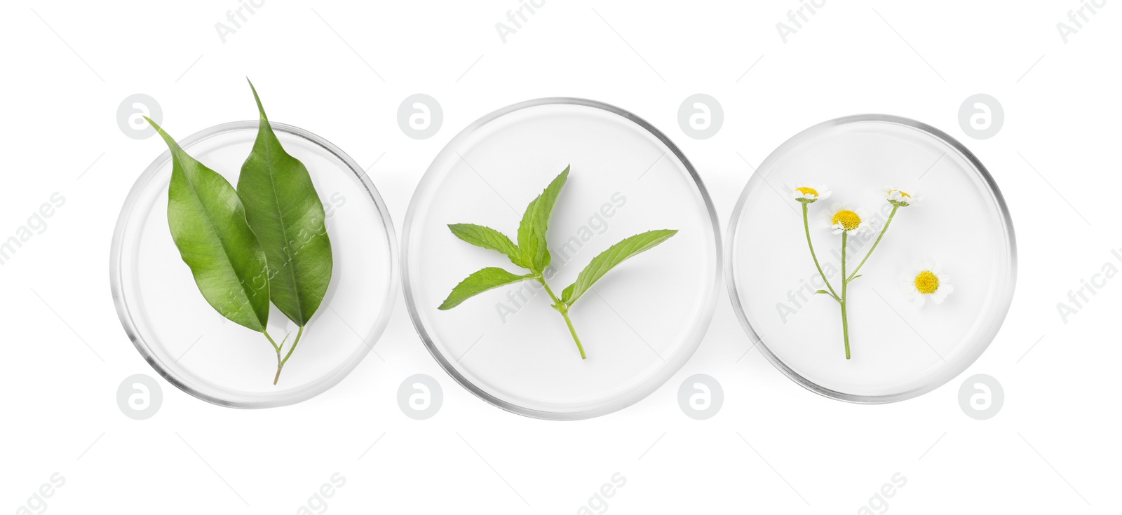 Photo of Petri dishes with different plants isolated on white, top view