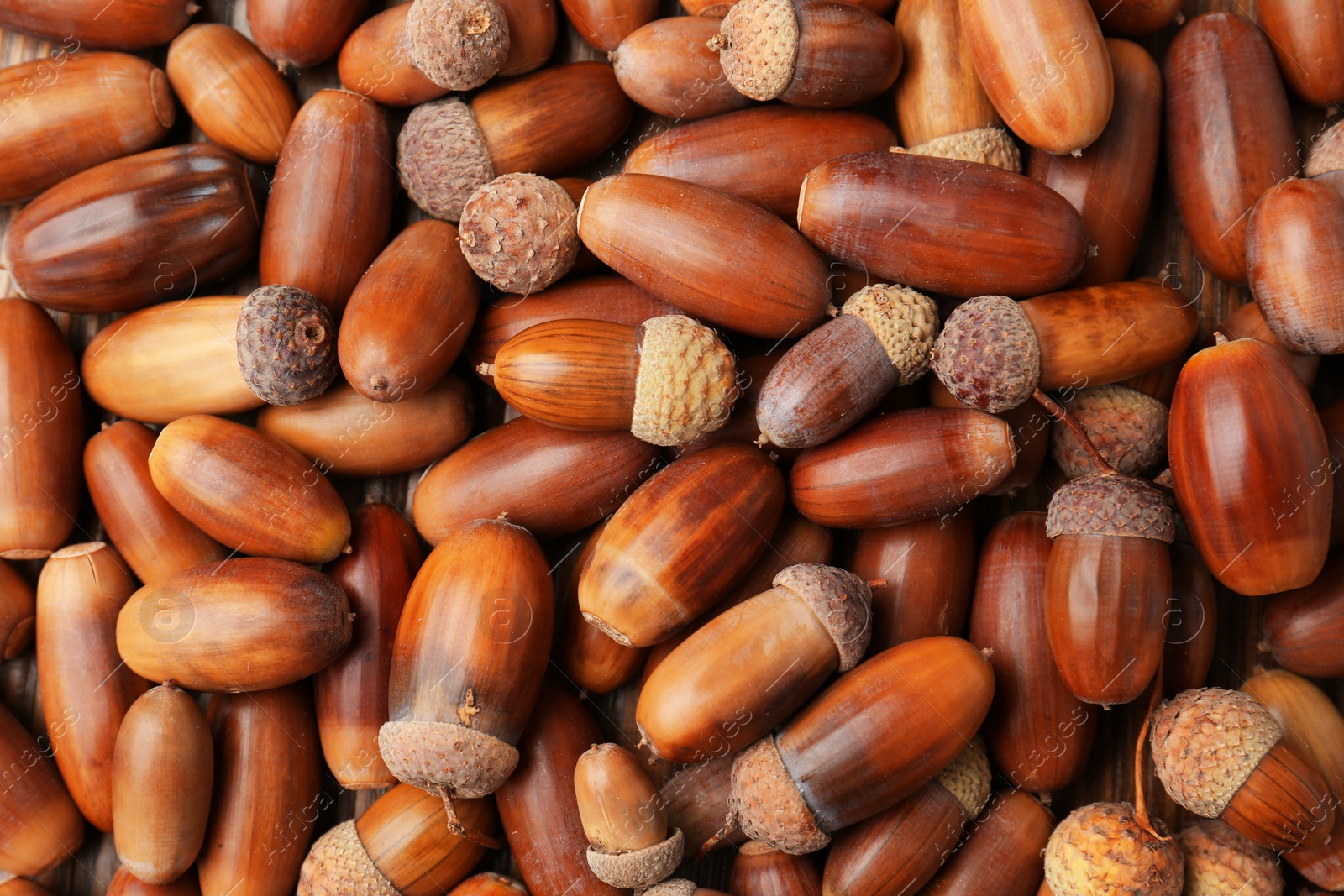 Photo of Many brown acorns as background, top view