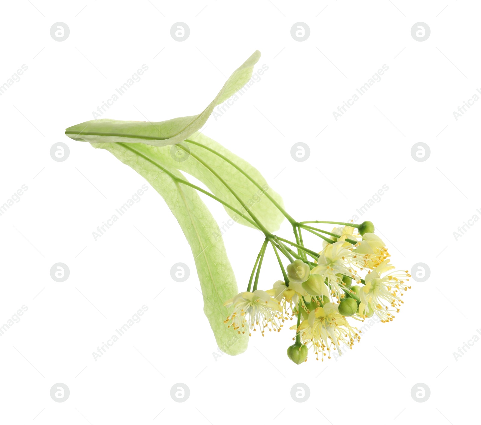 Photo of Beautiful linden tree blossom isolated on white