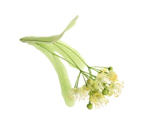 Beautiful linden tree blossom isolated on white