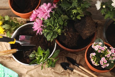 Different flowers in pots prepared for transplanting and gardening tools on wooden table, flat lay