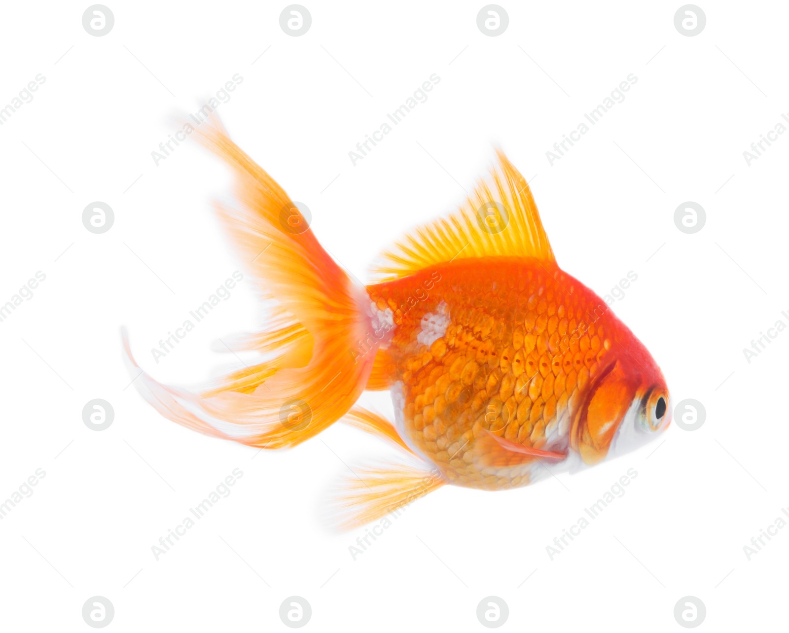 Photo of Beautiful bright small goldfish isolated on white