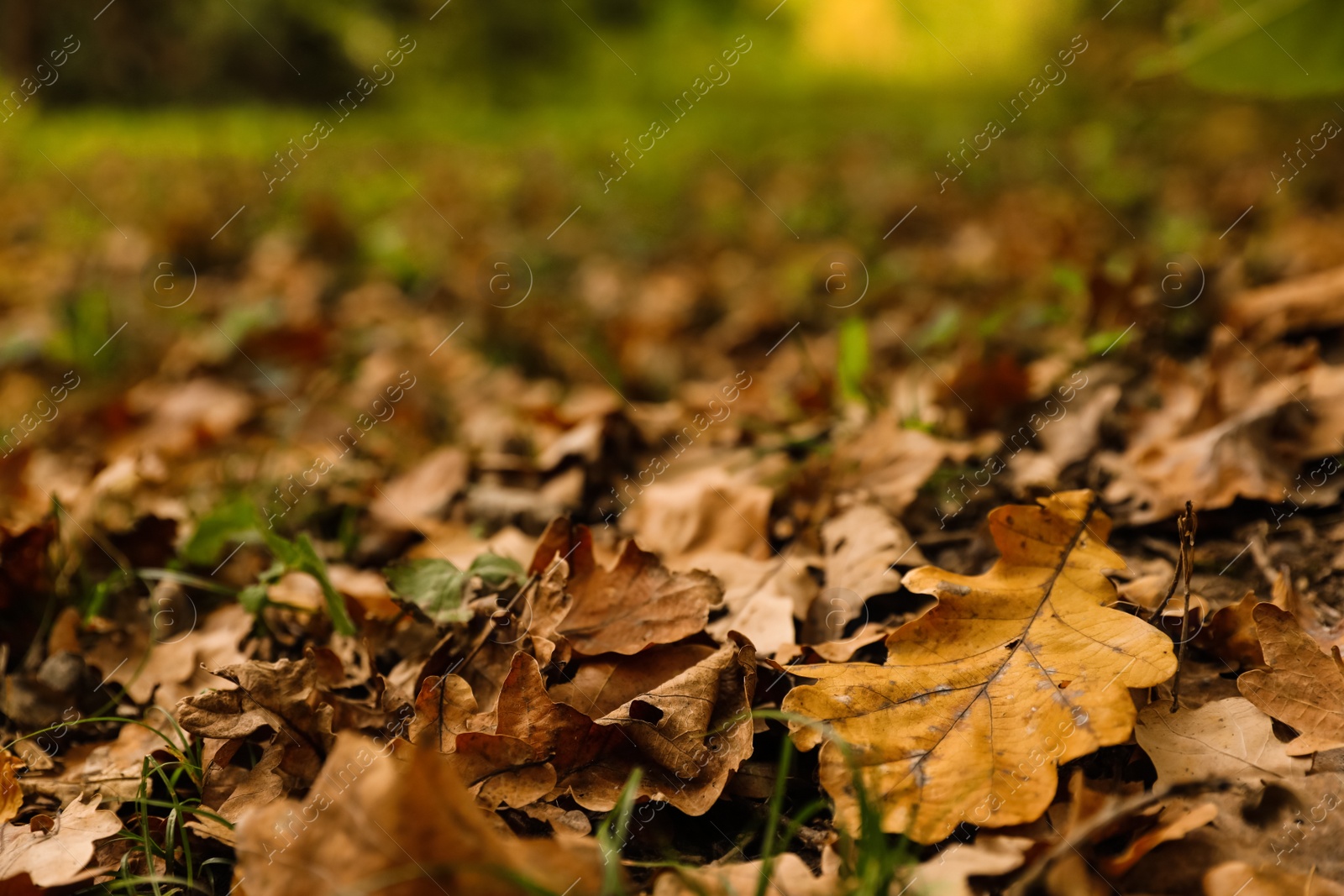 Photo of Bright leaves on ground in forest on autumn day, closeup