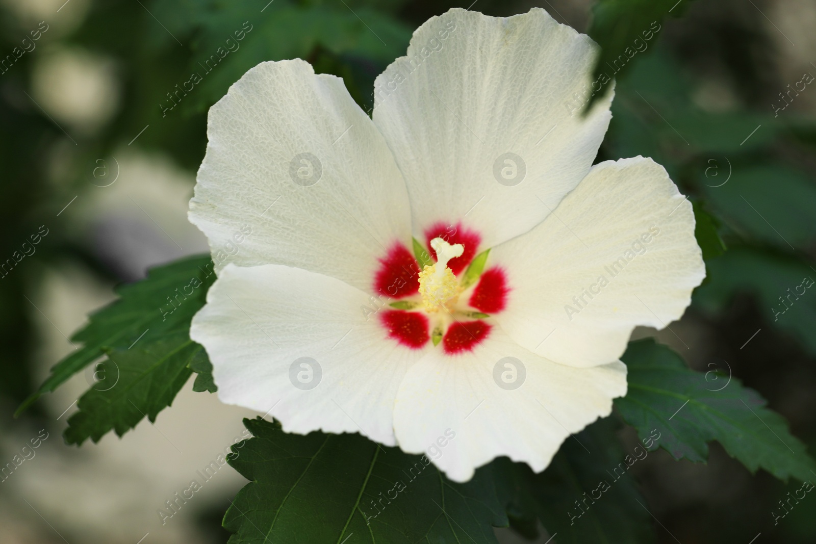 Photo of Beautiful white hibiscus flower growing outdoors, closeup