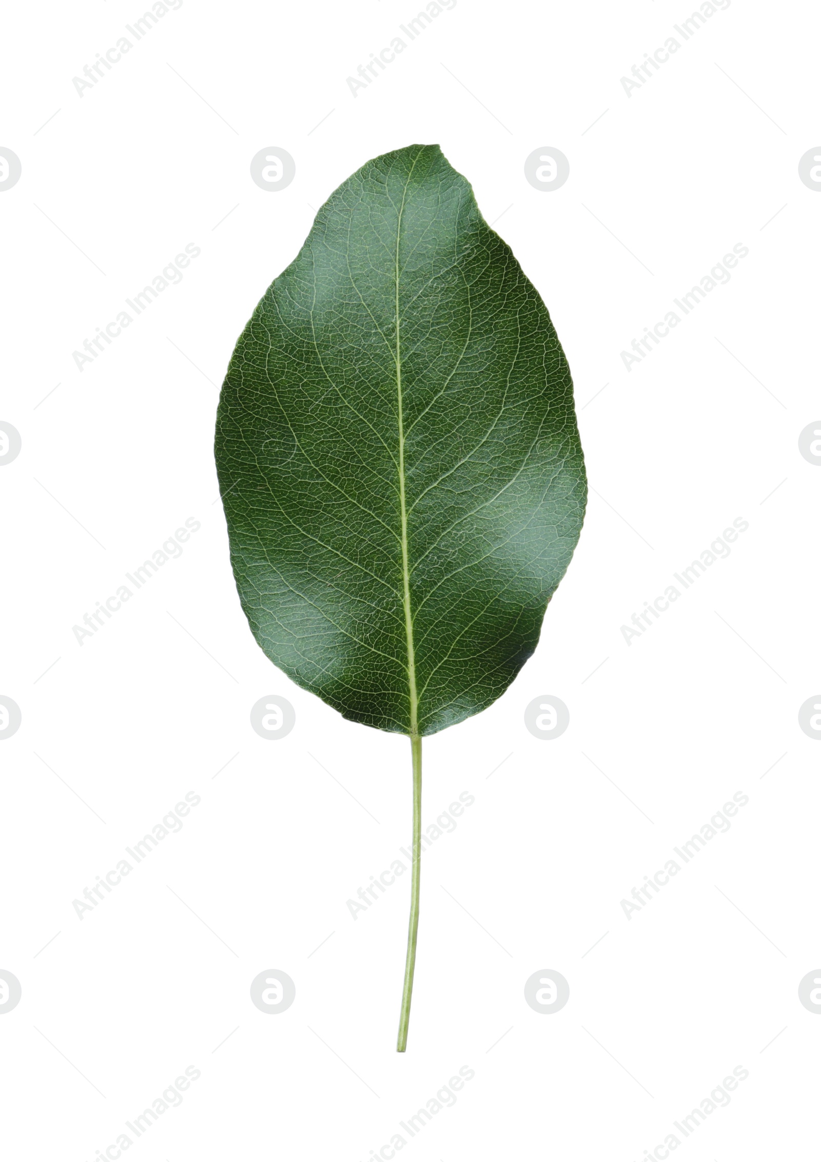 Photo of Green pear tree leaf isolated on white