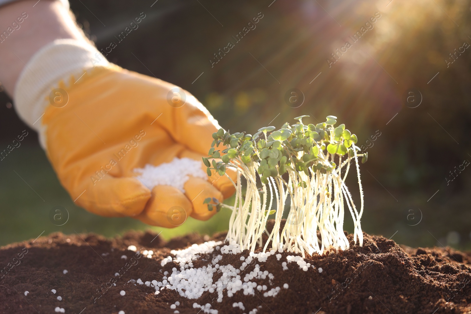 Photo of Man fertilizing soil with growing young microgreens on sunny day, selective focus