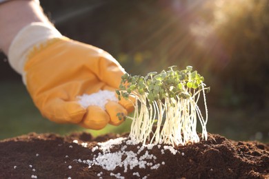 Photo of Man fertilizing soil with growing young microgreens on sunny day, selective focus