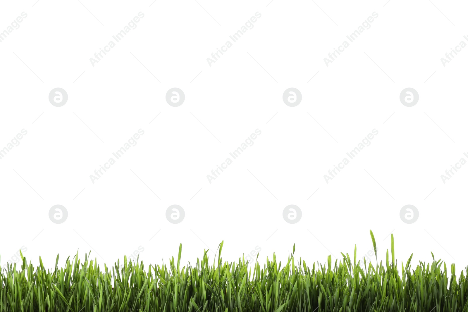 Photo of Fresh green grass isolated on white. Spring season