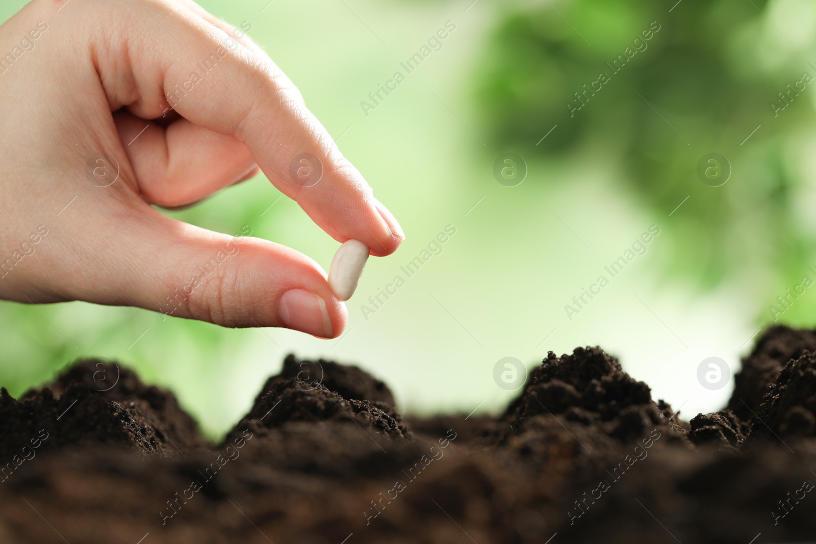 Photo of Woman putting bean into fertile soil against blurred background, closeup with space for text. Vegetable seed planting