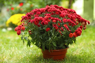Photo of Beautiful red chrysanthemum flowers in pot outdoors