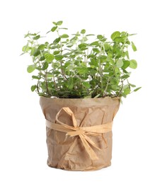 Photo of Aromatic green potted oregano isolated on white
