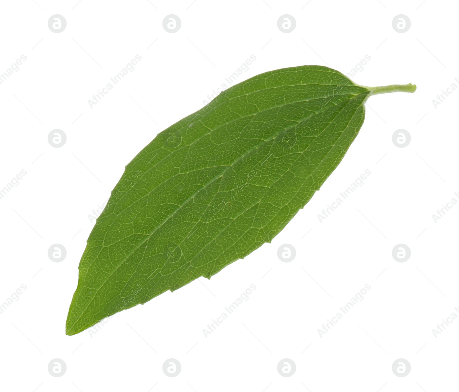 Photo of Fresh green jasmine leaf isolated on white