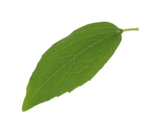 Photo of Fresh green jasmine leaf isolated on white