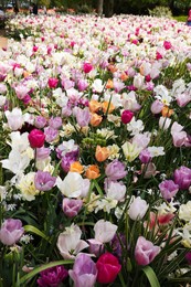 Photo of Many different beautiful flowers in park. Spring season