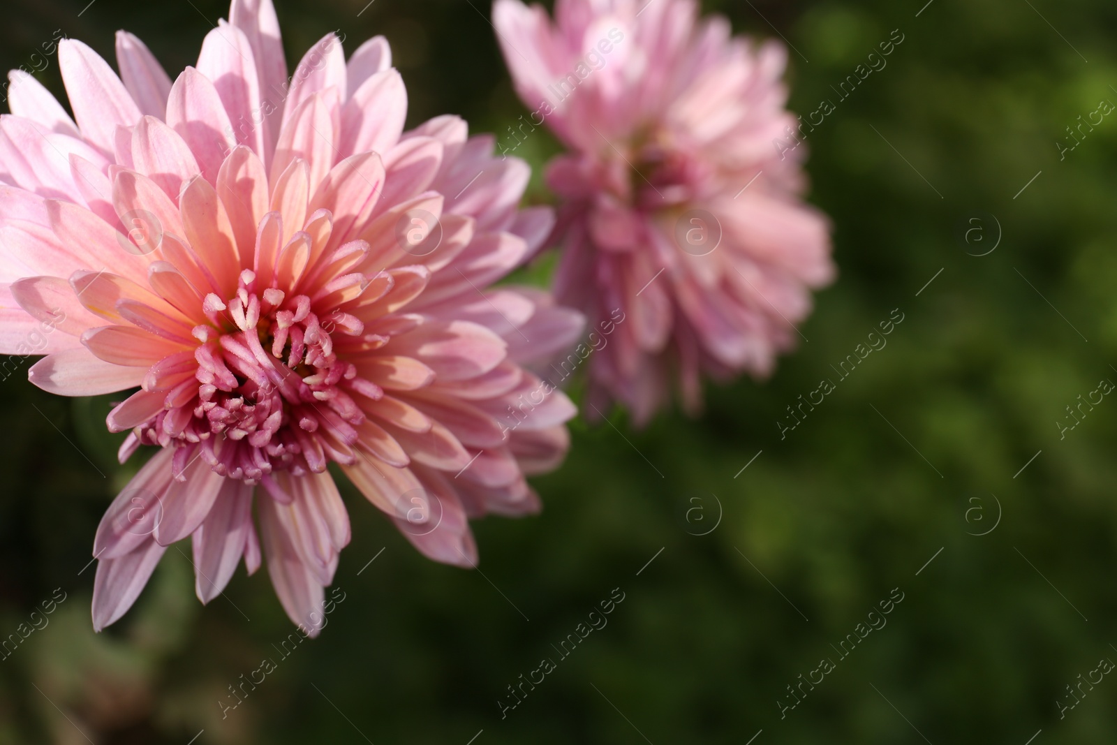 Photo of Beautiful pink chrysanthemum flowers growing in garden, closeup