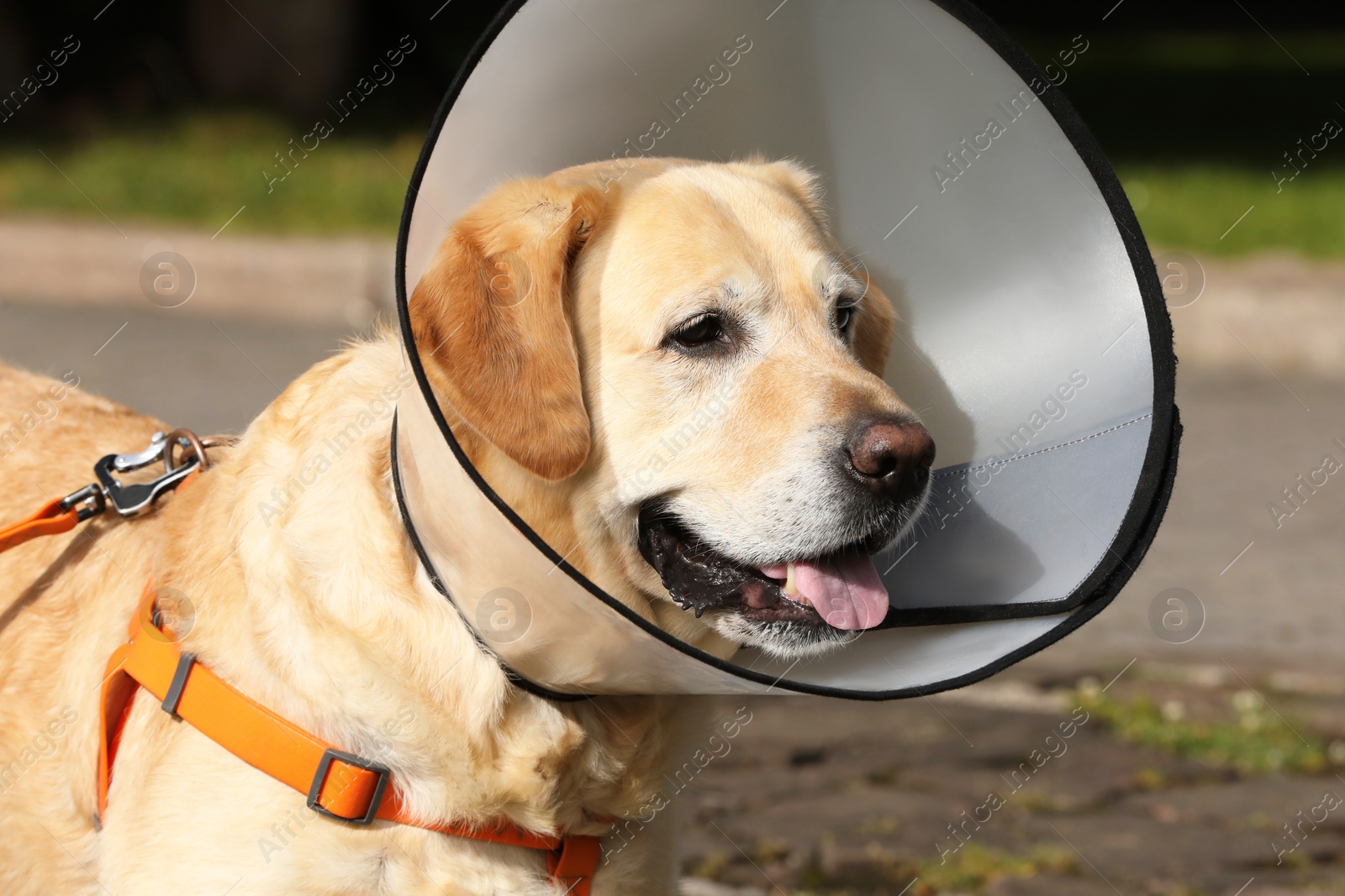 Photo of Adorable Labrador Retriever dog wearing Elizabethan collar outdoors, closeup