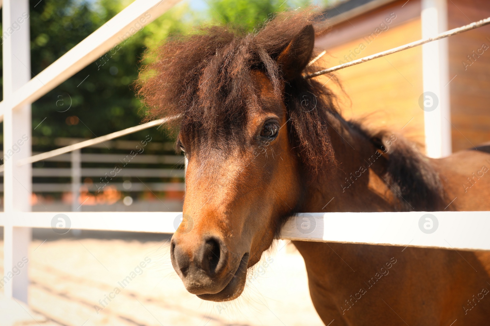 Photo of Cute pony in paddock on sunny day. Pet horse