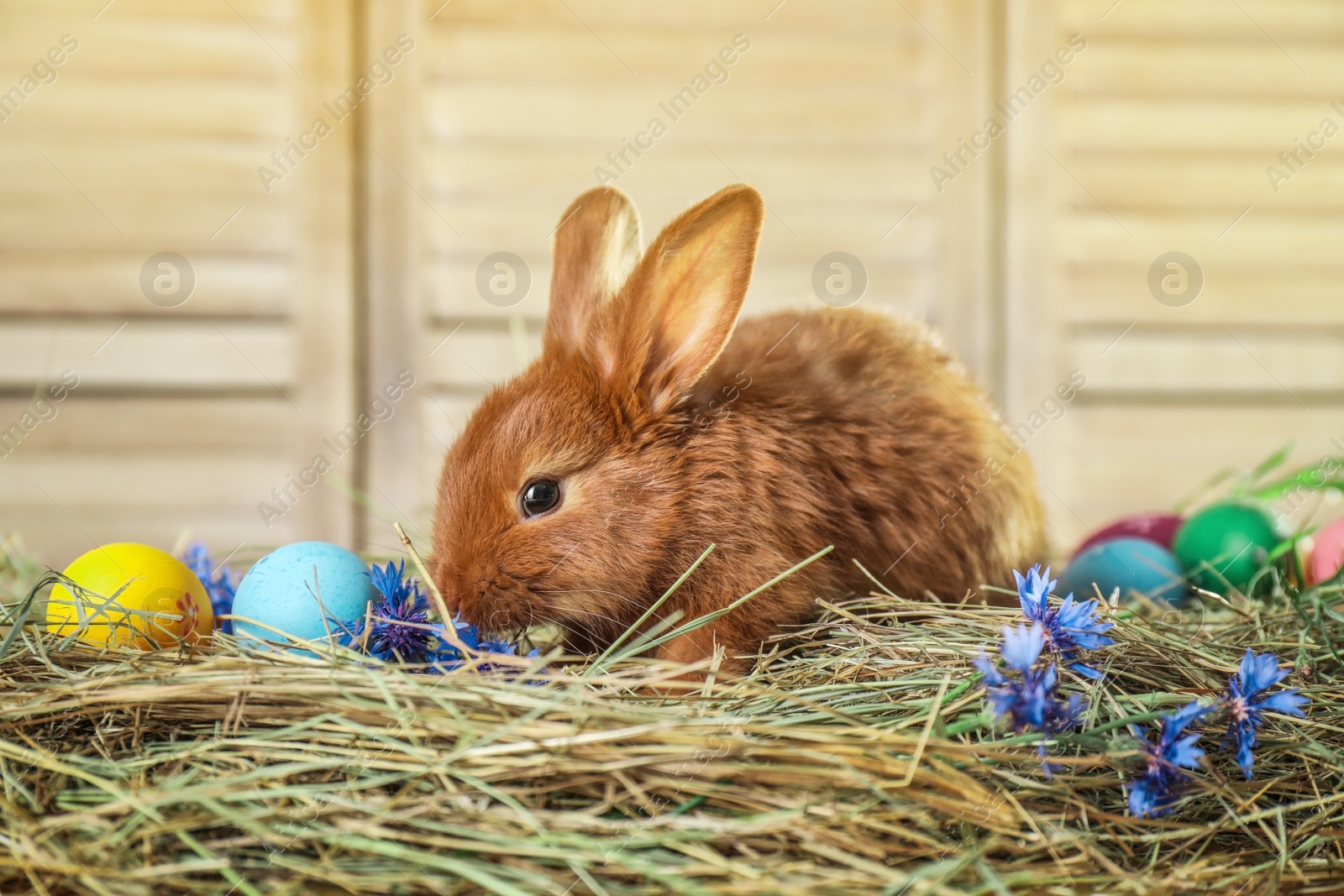 Photo of Adorable Easter bunny and dyed eggs on straw