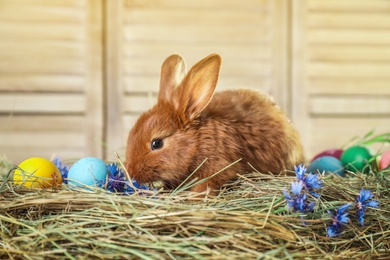 Photo of Adorable Easter bunny and dyed eggs on straw