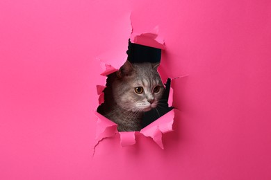 Photo of Cute grey cat peeking out hole in pink paper