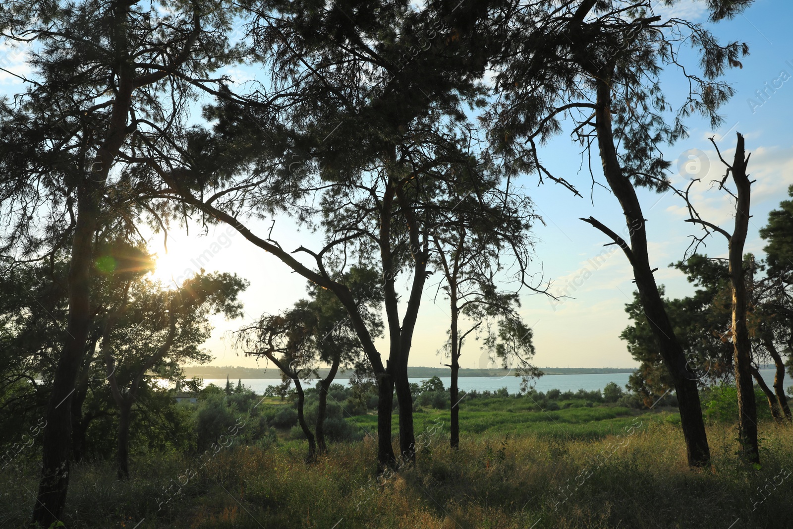 Photo of Picturesque view of beautiful forest near river at sunset