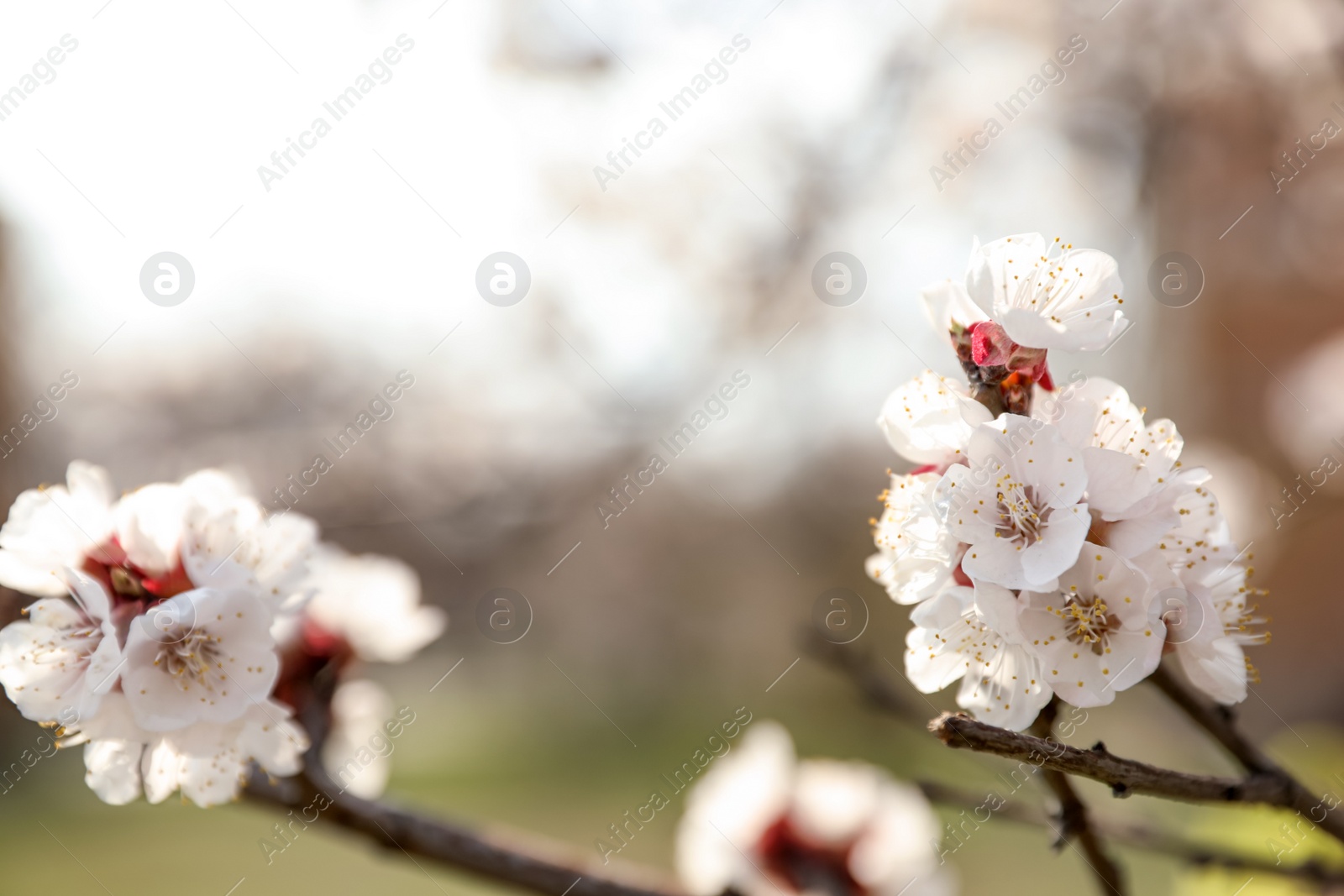 Photo of Beautiful apricot tree branch with tiny tender flowers outdoors, space for text. Awesome spring blossom