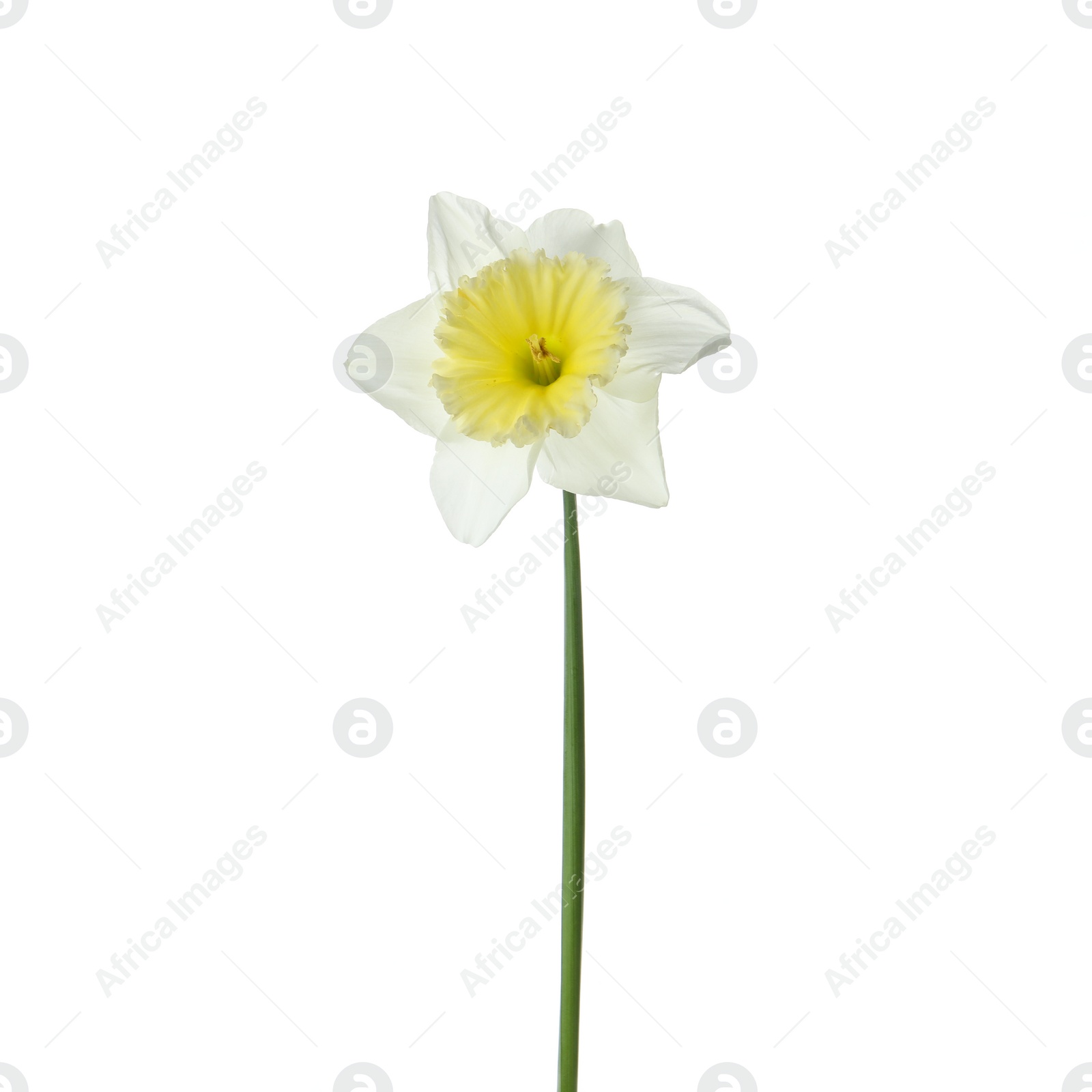 Photo of Beautiful narcissus isolated on white. Spring flower