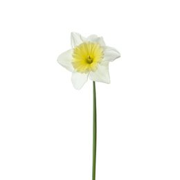 Photo of Beautiful narcissus isolated on white. Spring flower