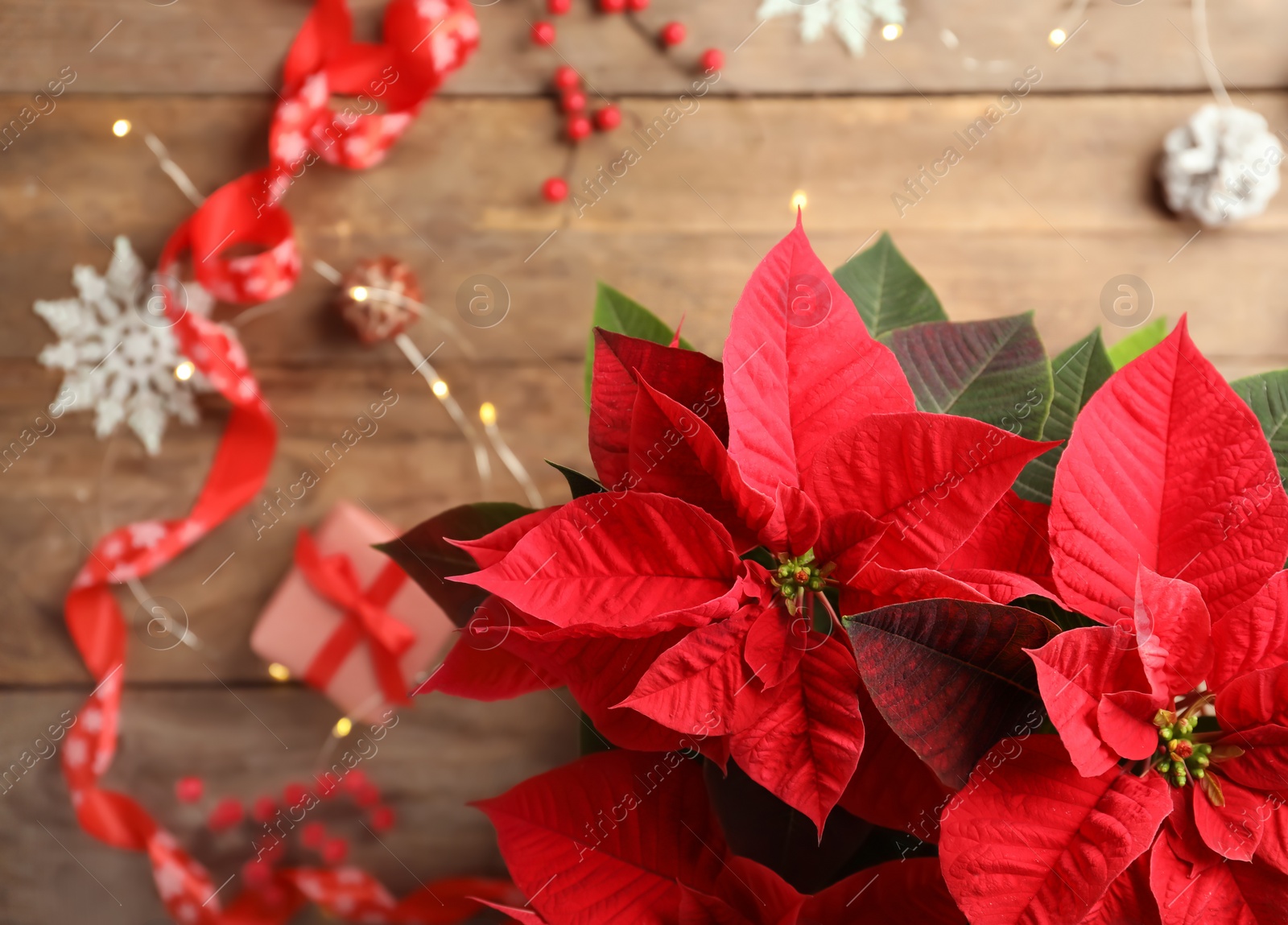 Photo of Poinsettia (traditional Christmas flower) and holiday items on wooden table, top view. Space for text