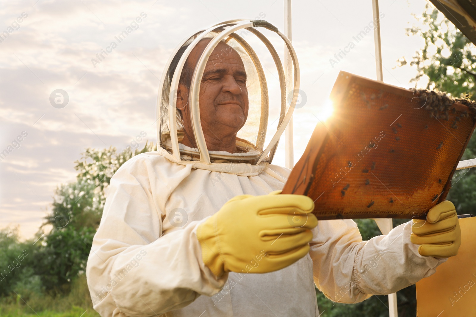 Photo of Beekeeper in uniform with honey frame at apiary