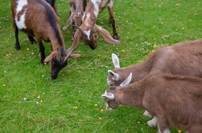 Many different goats grazing on green grass