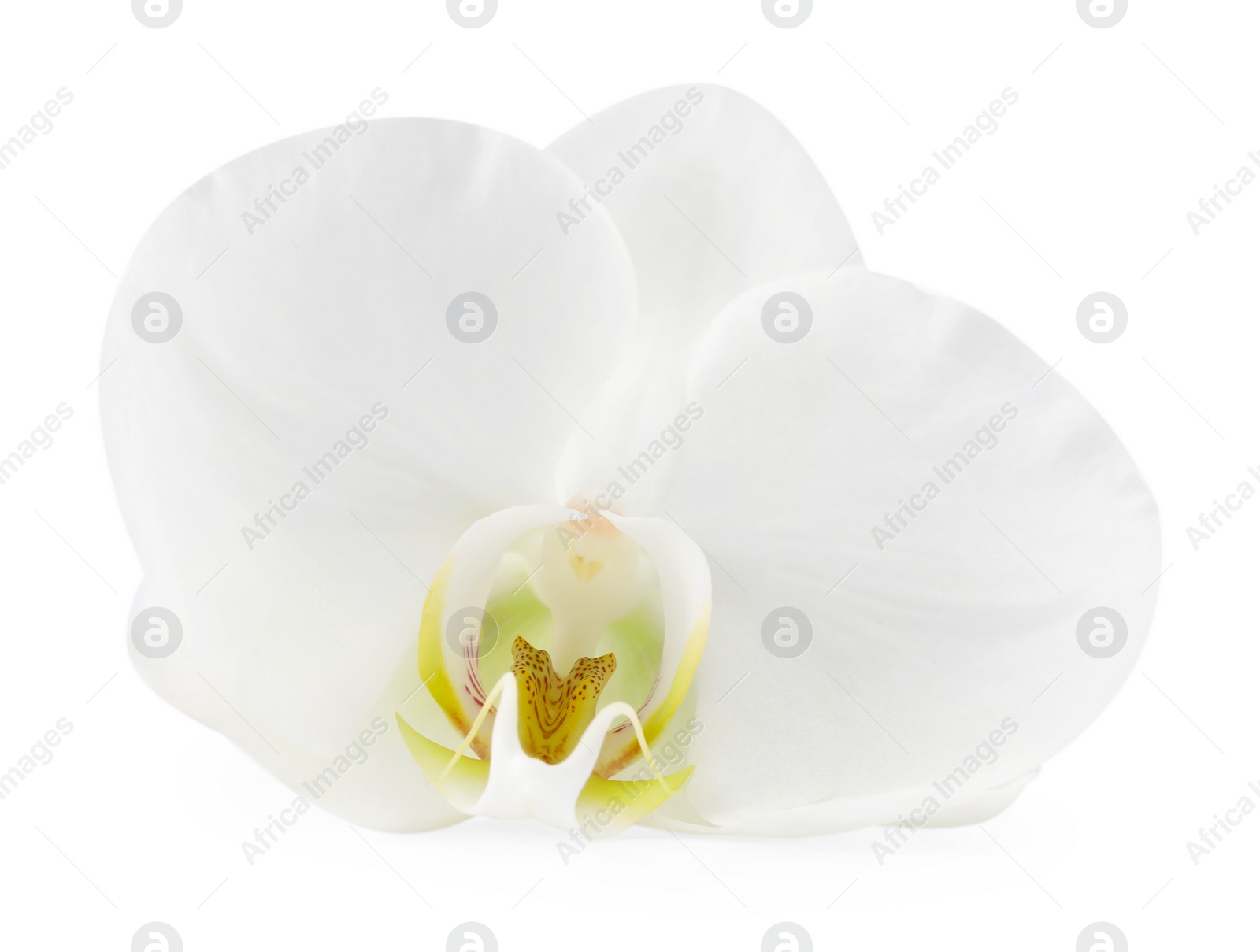 Photo of One beautiful orchid flower isolated on white