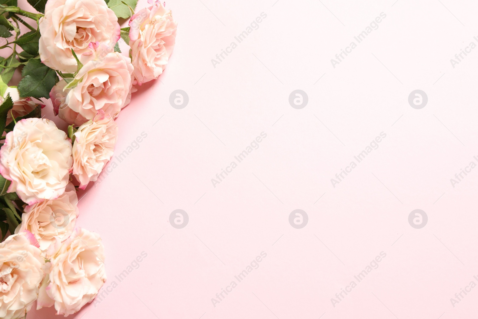 Photo of Happy Mother's Day. Beautiful roses on pink background, flat lay. Space for text