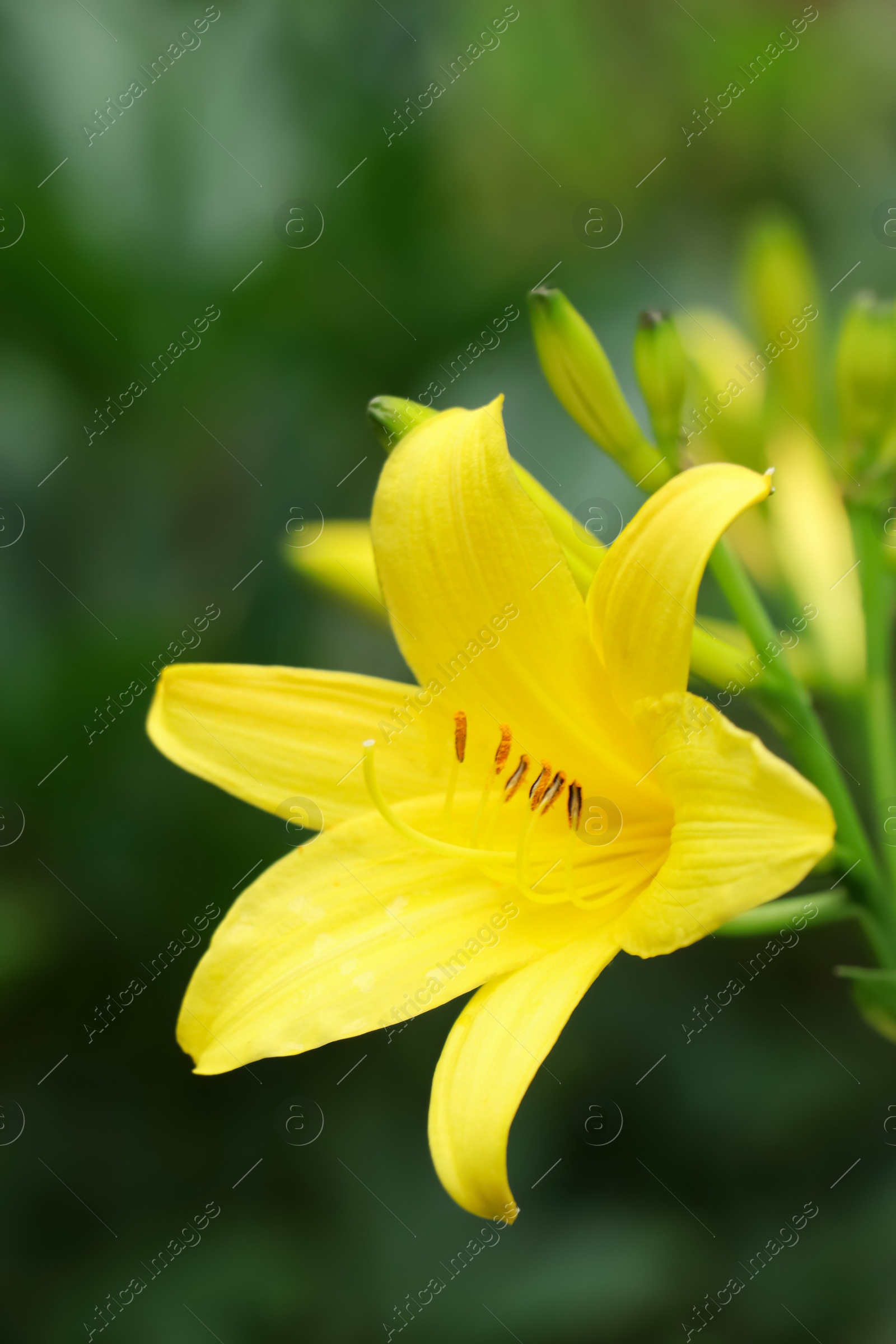 Photo of Beautiful yellow lily growing in garden, closeup