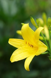 Photo of Beautiful yellow lily growing in garden, closeup