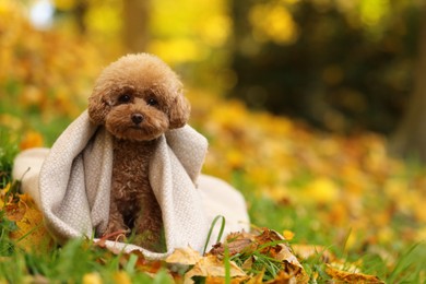 Cute Maltipoo dog wrapped in blanket in autumn park, space for text