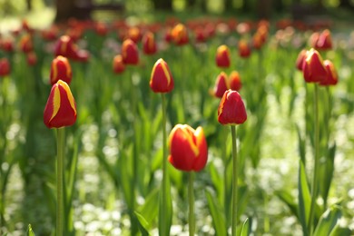 Photo of Beautiful bright tulips growing outdoors on sunny day