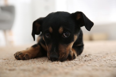 Photo of Cute little black puppy on floor indoors