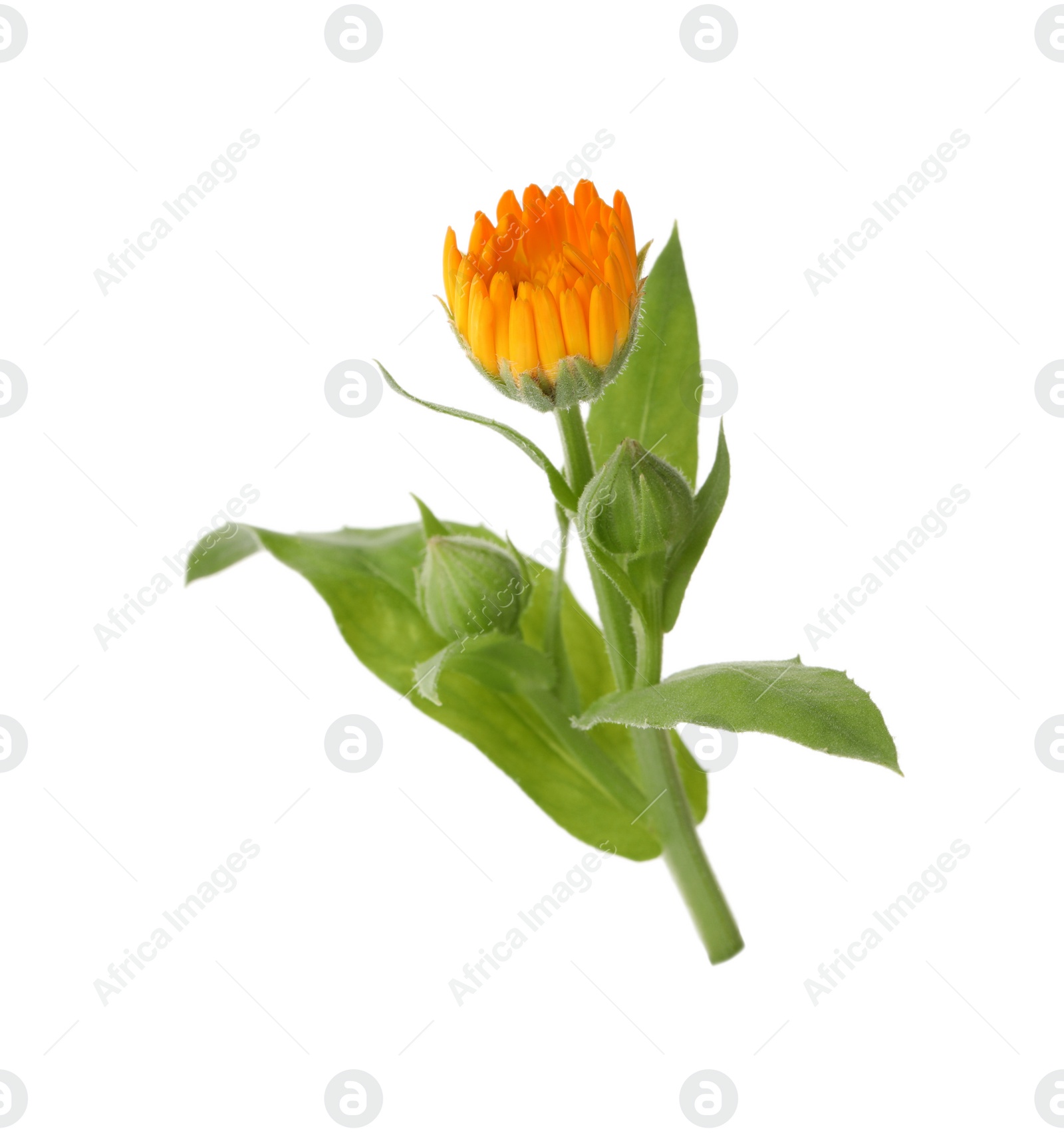 Photo of Fresh beautiful calendula flower isolated on white