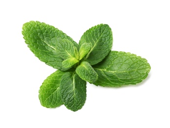 Wet twig of fresh mint isolated on white, top view